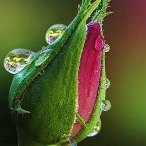 Meet your Posher, Jane